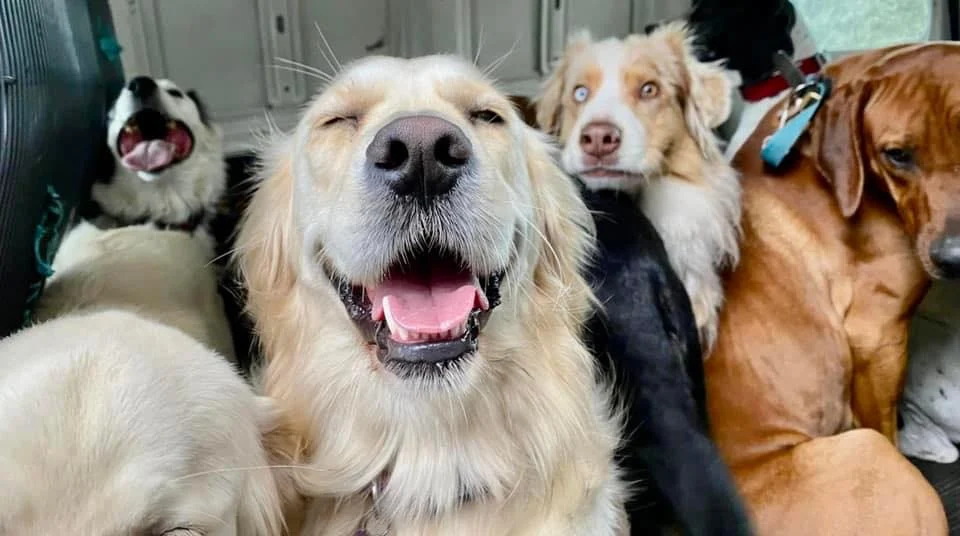 Happy dogs