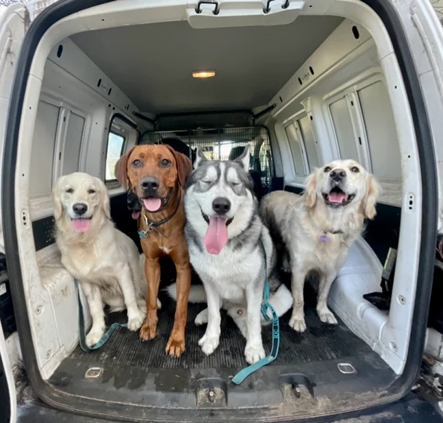 Dogs in van